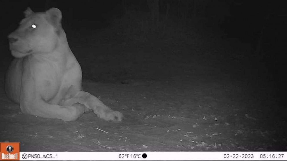 'Extinct' lion spotted in Chad's Sena Oura National Park after almost 20 years