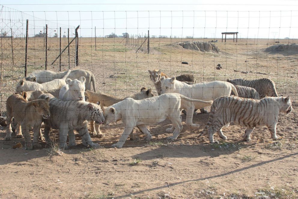 PHOTO: Captive-bred lions, tigers and other big cats are seen in an enclosure at the Letsatsi La Africa wildlife park in Free State province, South Africa.