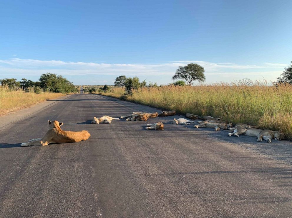 PHOTO: Lions sleeping on a road are an usual site during daytime in Kruger National Park in South Africa, April 15, 2020. The road would normally have tourist traffic, but for the pandemic lockdown in the country.  