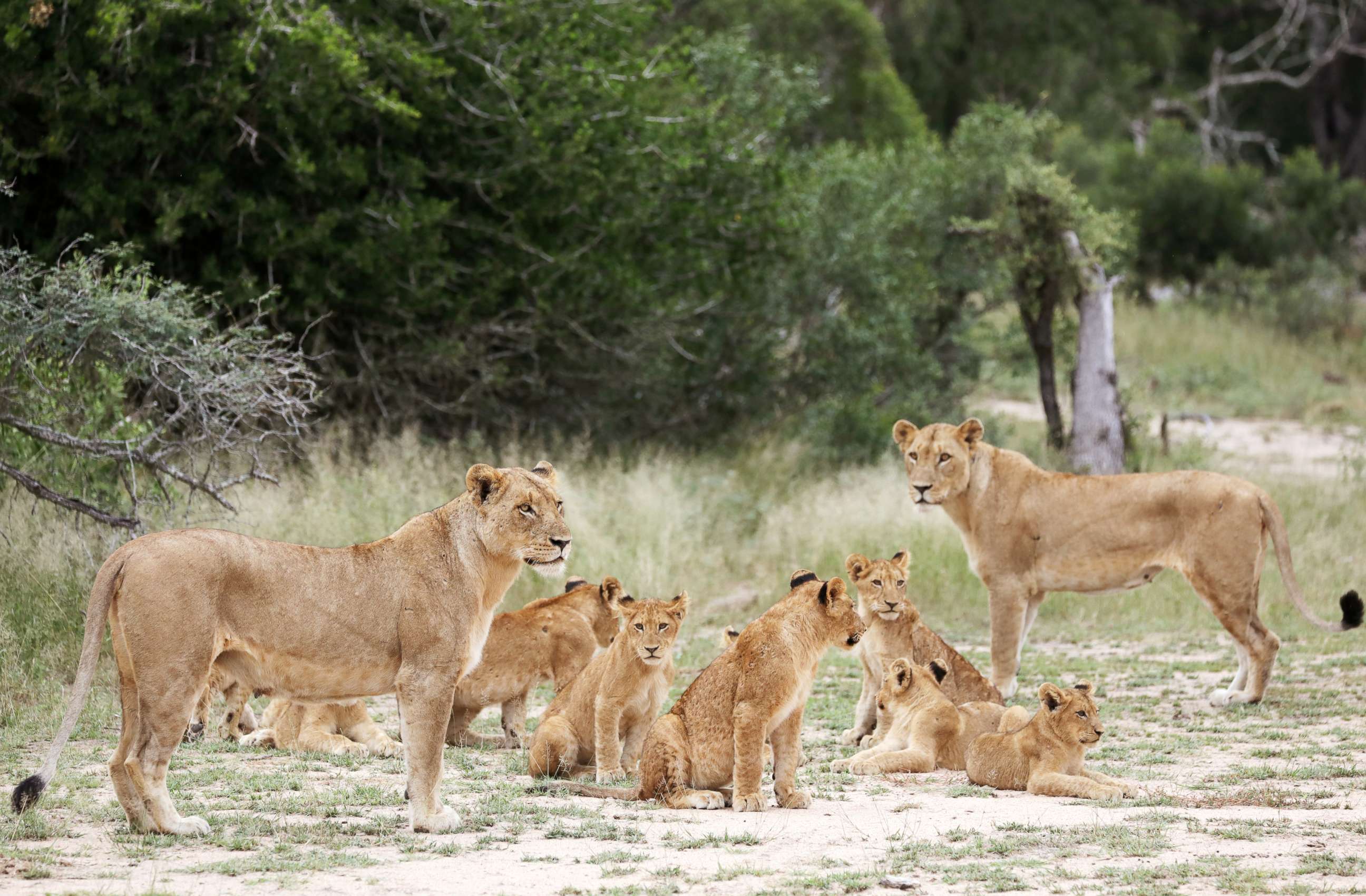 PHOTO: A pride of lions is seen at a game reserve adjacent to the world-renowned Kruger National Park in Mpumalanga, South Africa, April 12, 2019.