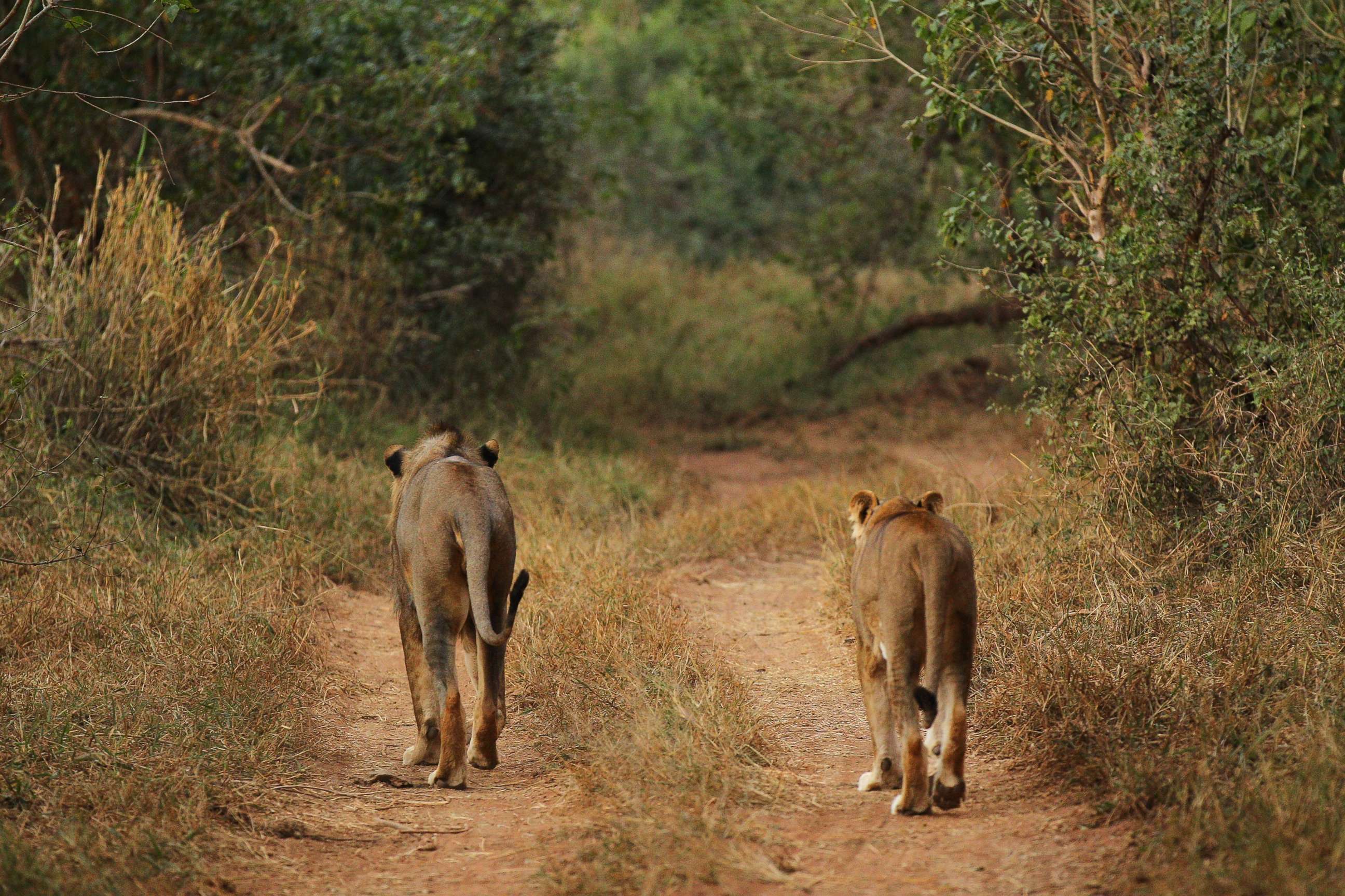 PHOTO:This file photo shows a lion and lioness walking along a trail at a game reserve on July 21, 2010 in Kruger National Park, South Africa.  Kruger National Park, South Africa. 