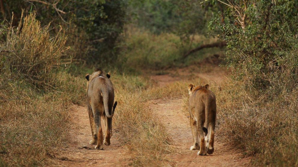 PHOTO:This file photo shows a lion and lioness walking along a trail at a game reserve on July 21, 2010 in Kruger National Park, South Africa.  Kruger National Park, South Africa. 