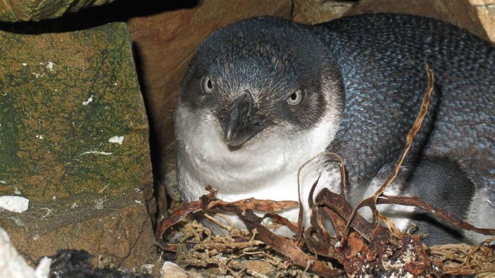 PHOTO: A baby blue penguin is seen here in this undated file photo.