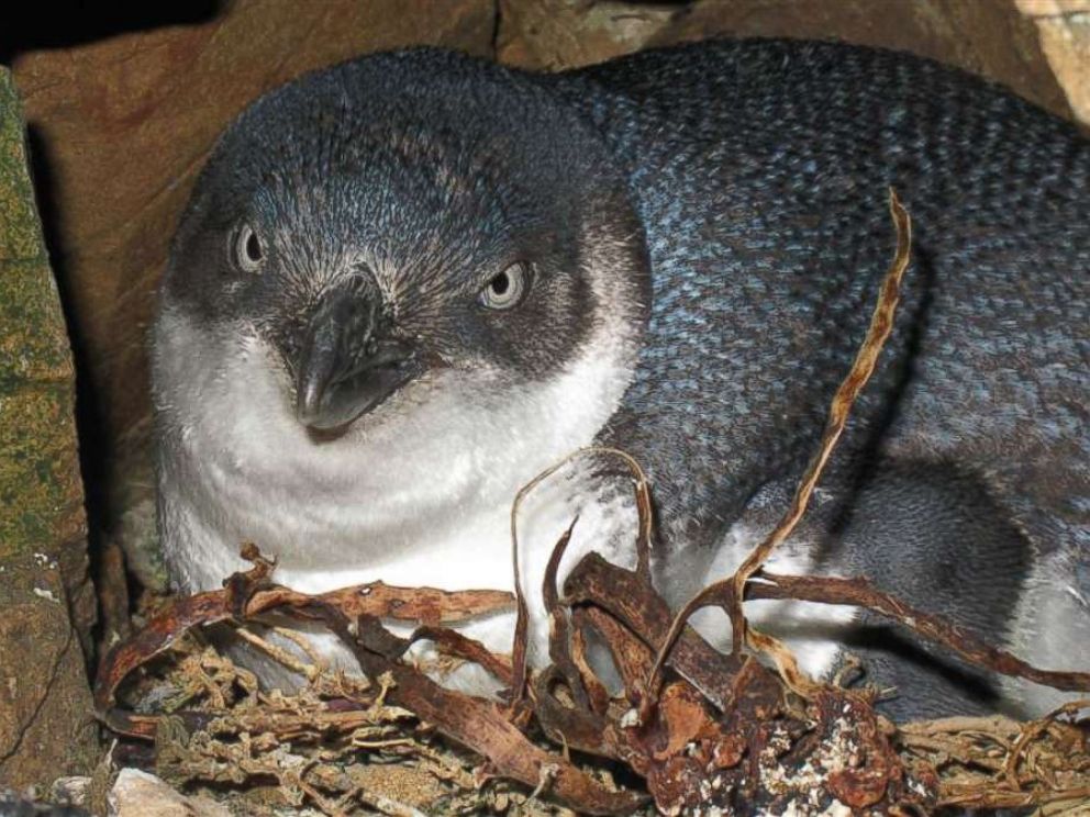 PHOTO: A baby blue penguin is seen here in this undated file photo.