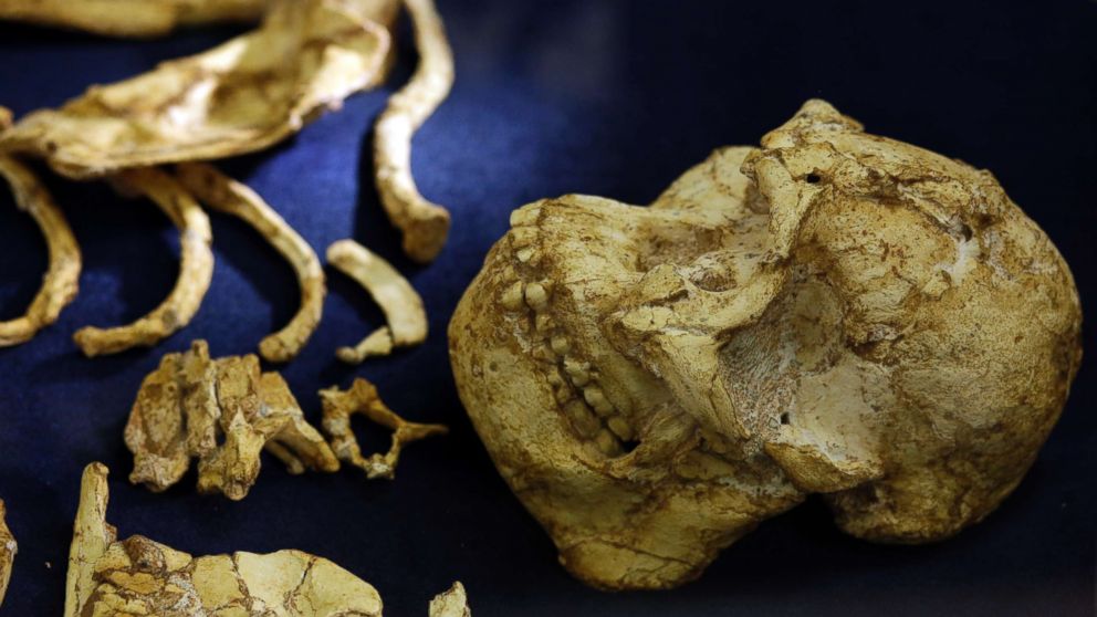 PHOTO: The virtually complete Australopithecus fossil "Little Foot" is displayed at the University of the Witwatersrand in Johannesburg, South Africa, Dec. 6, 2017.