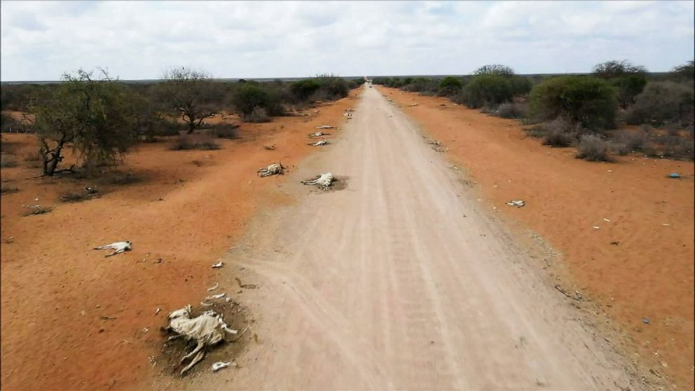 PHOTO: Dead livestock are seen amid severe drought in rural Turkana County, northwestern Kenya, in May 2022.