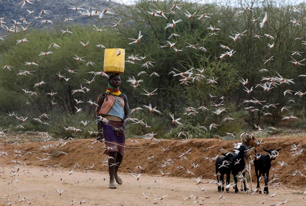 PHOTO: A woman from the Turkana tribe walks through a swarm of desert locusts at the village of Lorengippi near the town of Lodwar, Turkana county, Kenya, July 2, 2020.