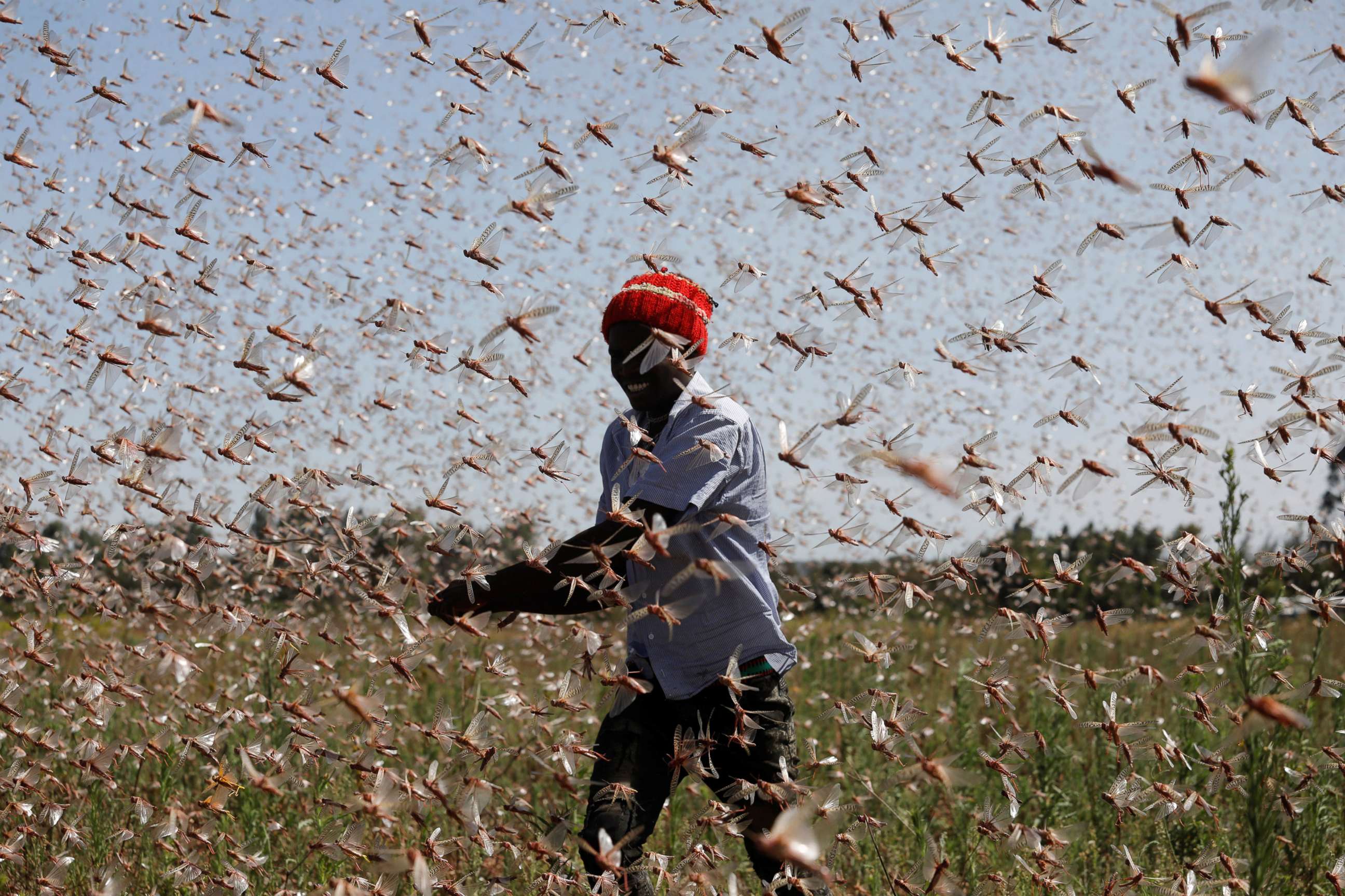 PHOTO: A man tries to chase away a swarm of desert locusts away from a farm, near the town of Rumuruti, Kenya, Feb. 1, 2021.