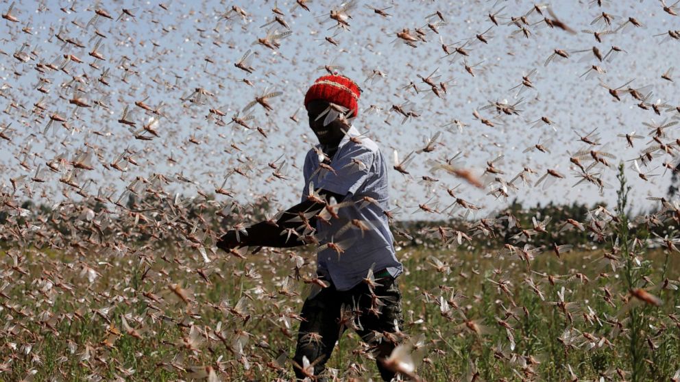 PHOTO: A man tries to chase away a swarm of desert locusts away from a farm, near the town of Rumuruti, Kenya, Feb. 1, 2021.