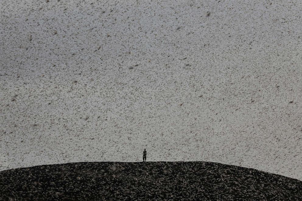 PHOTO: A man engulfed by a swarm of desert locusts, stands on top of a hill near Nanyuki, Kenya, Jan. 30, 2021.