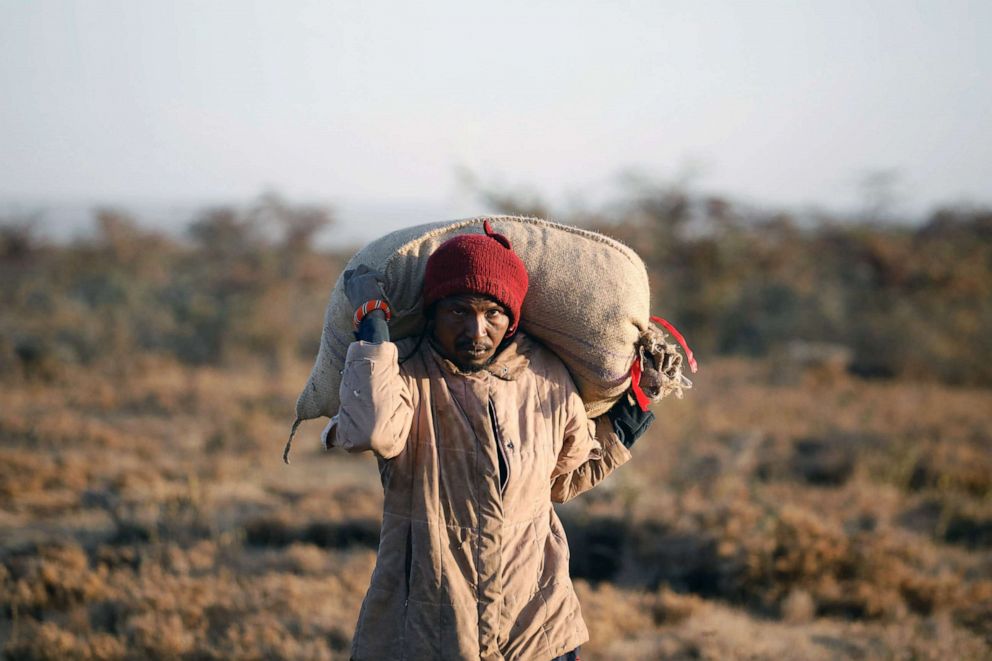 PHOTO: A man carries a sack on his shoulder, filled with desert locusts that he harvested, near the town of Rumuruti, Kenya, Feb. 1, 2021.