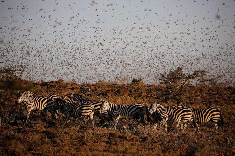 PHOTO: A swarm of desert locusts fly next to a herd of zebras near the town of Rumuruti, Kenya, Jan. 31, 2021.