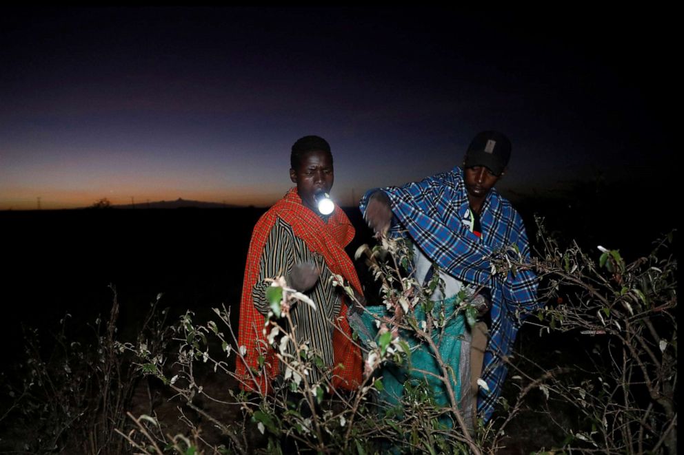 PHOTO: Joseph Mejia, a farmer, holds a flashlight in his mouth while harvesting desert locusts near the town of Rumuruti, Kenya, Feb. 1, 2021.