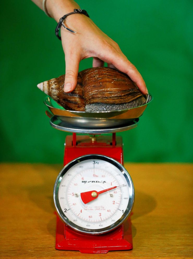 PHOTO: A West African giant land snail can be seen during the annual weigh-in at ZSL London Zoo in London, Aug. 23, 2018.