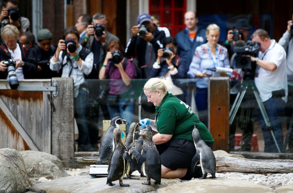 PHOTO: Penguins are weighed by a zookeeper during the annual weigh-in at ZSL London Zoo in London, Aug. 23, 2018.