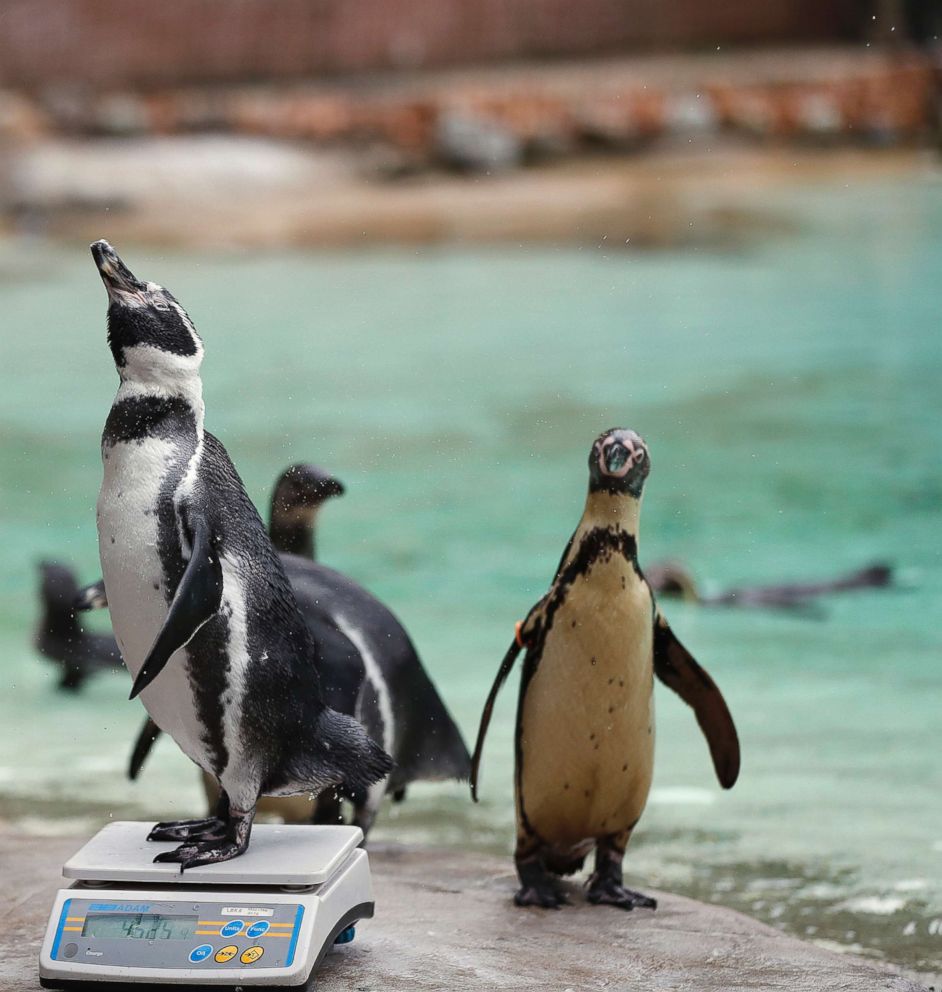 PHOTO: A penguin reacts with a zoo keeper as it stands on weighing scales for the Zoo's annual weigh in, in London, Aug. 23, 2018.