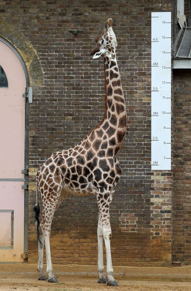 PHOTO: A giraffe stands next to a measuring scale at the London Zoo, Aug. 23, 2018.