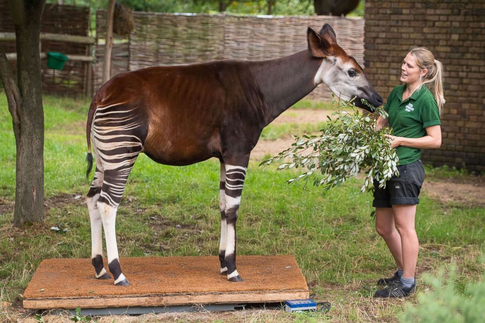 PHOTO: An Okapi stands on a set of scales during the annual weigh-in at ZSL London Zoo, Aug. 23, 2018.