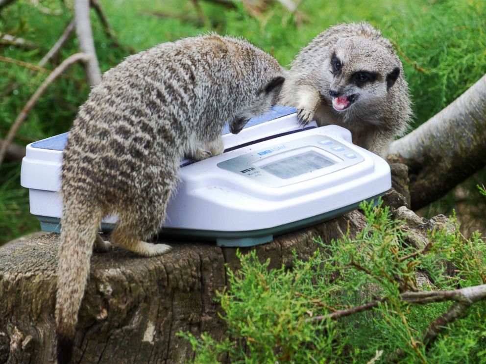 PHOTO: Meerkats during the annual weigh-in at ZSL London Zoo, Aug. 23, 2018.