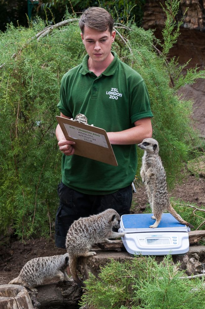 PHOTO: A zookeeper weighs meerkats during the annual weigh-in at ZSL London Zoo, Aug. 23, 2018.