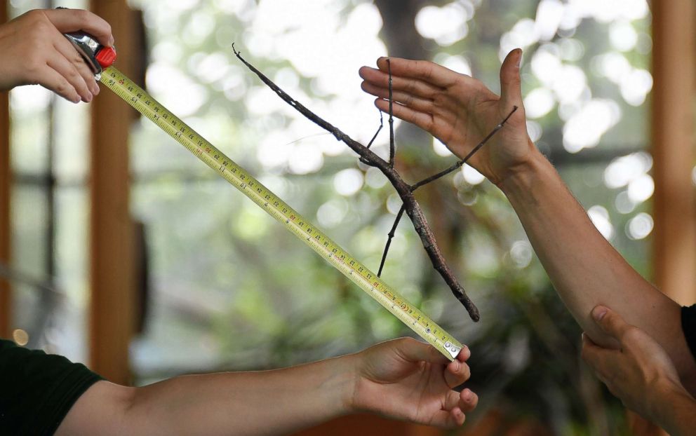PHOTO: London Zoo keepers measure a Giant Asian Stick Insect during the annual weigh-in at the London Zoo, in London, Aug. 23, 2018.