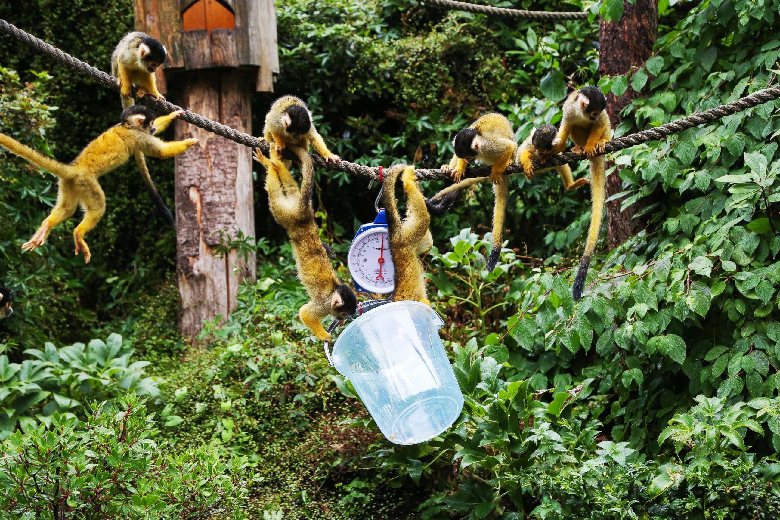 PHOTO: Squirrel Monkeys weighed during the annual weigh-in at  ZSL London Zoo, in London, Aug. 23, 2018.