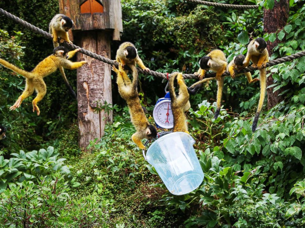 PHOTO: Squirrel Monkeys weighed during the annual weigh-in at ZSL London Zoo, in London, Aug. 23, 2018.