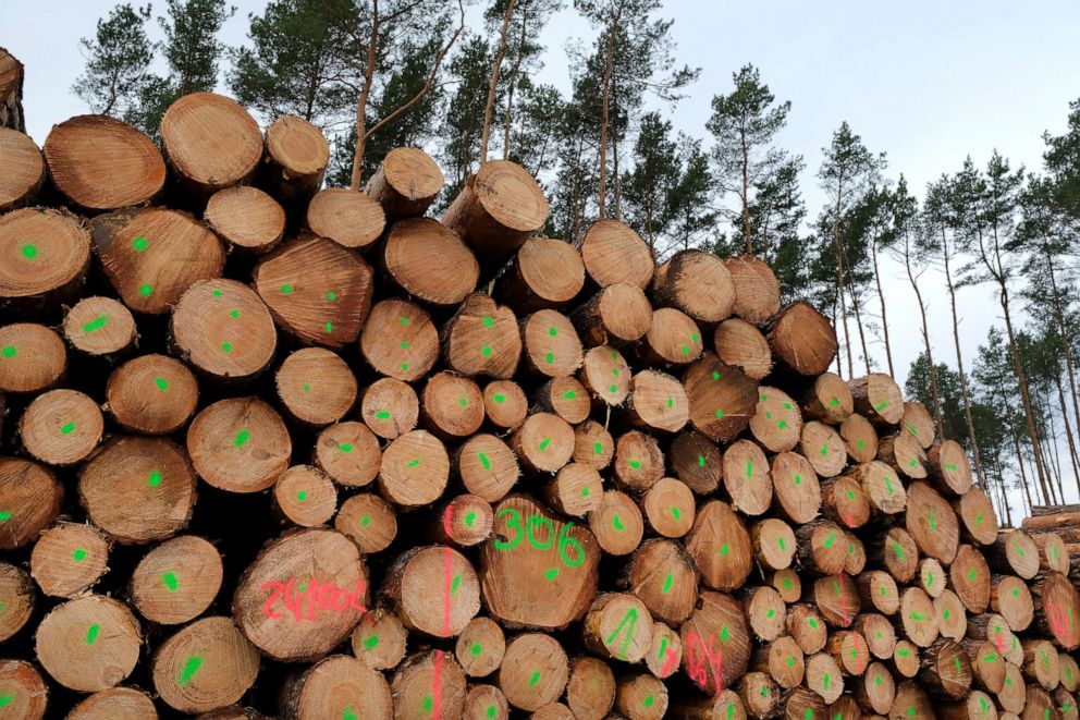PHOTO: Logs lie stacked on land cleared of trees at the site of the new Tesla Gigafactory, Feb. 17, 2020, near Gruenheide, Germany.