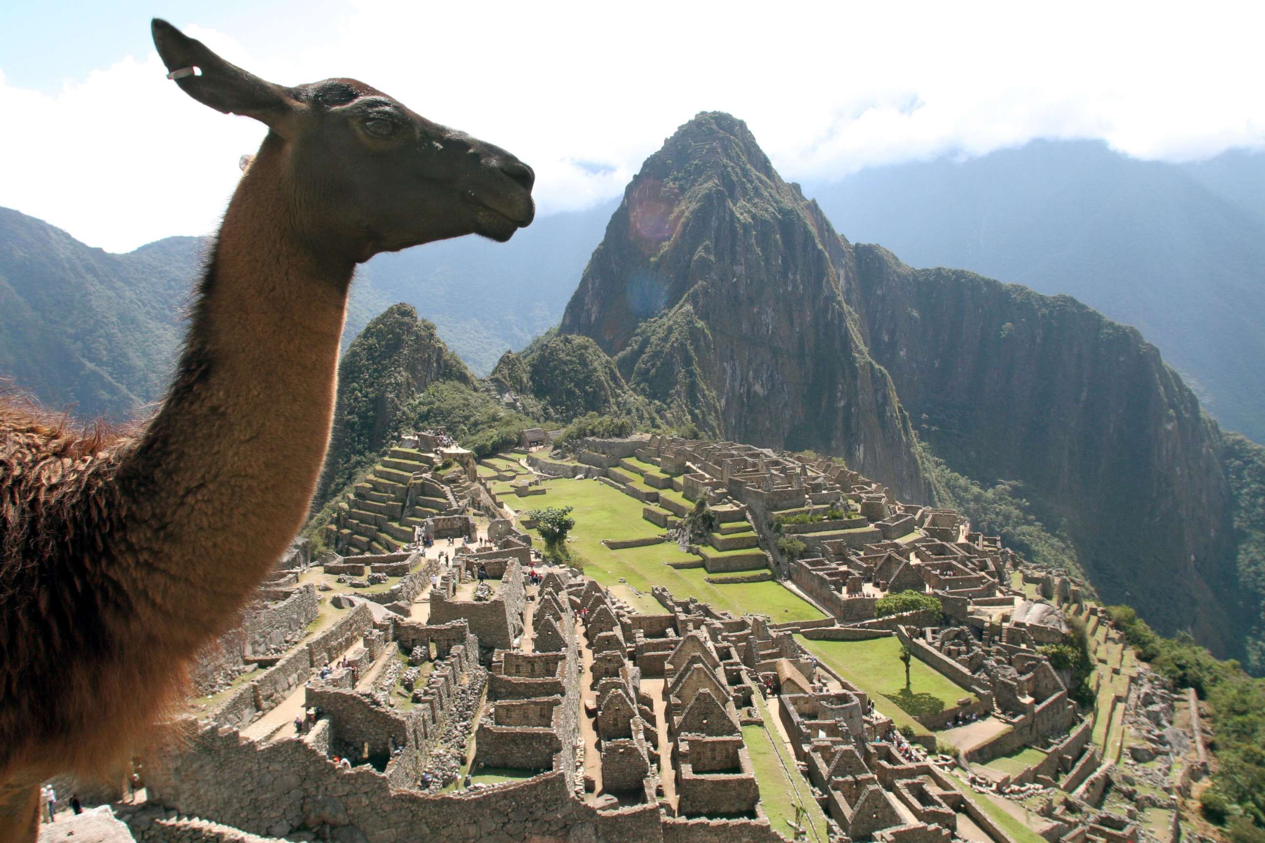 PHOTO: A llama overlooks Machu Picchu, a 15th-century Inca citadel located in the Cusco Region of Peru, July 16, 2008.