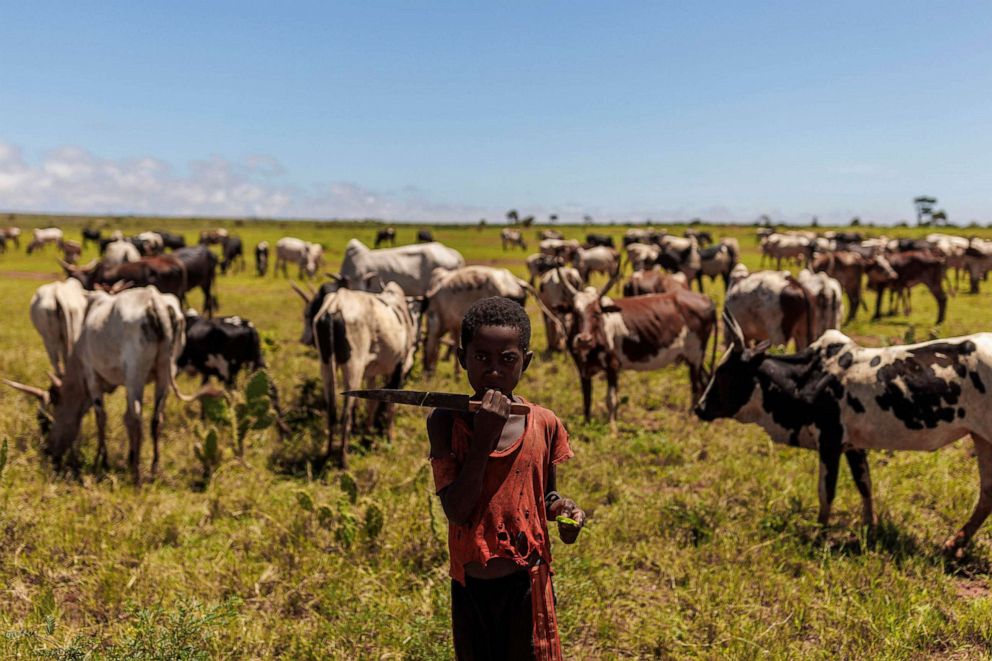 PHOTO: A boy who works as a shepherd, eats cactus as he stands next to a herd of zebu cattle in the Sampona commune, Madagascar, Feb. 11, 2022.