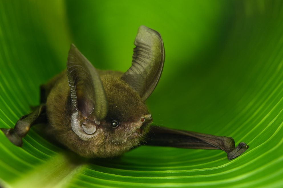 PHOTO: Madagascar Sucker-footed Bat (Myzopoda aurita). The Madagascar Sucker-footed Bat belongs to an ancient family of bats that is found only on Madagascar.
