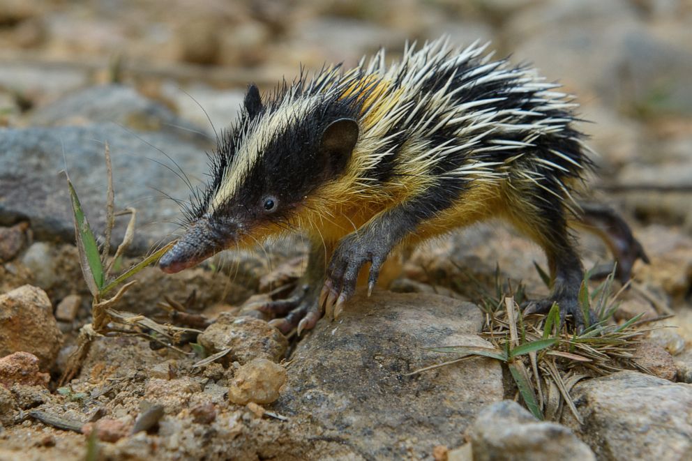 PHOTO: Lowland Streaked Tenrec (Hemicentetes semispinosus). A species of tenrec, a diverse and unique group of mammals found only on Madagascar.