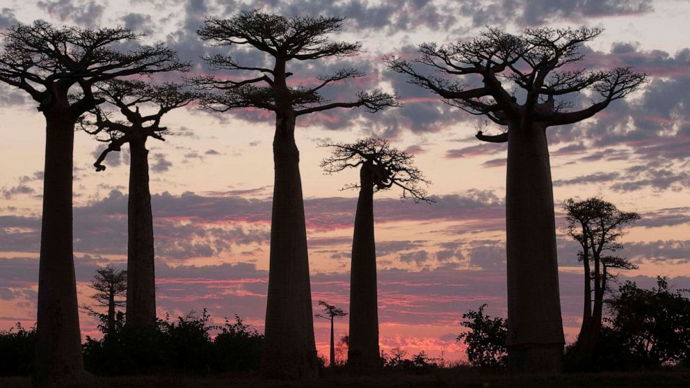 PHOTO: Sunrise in Madagascar. A typical sunrise on the island of Madagascar, which is home to several species of baobab.