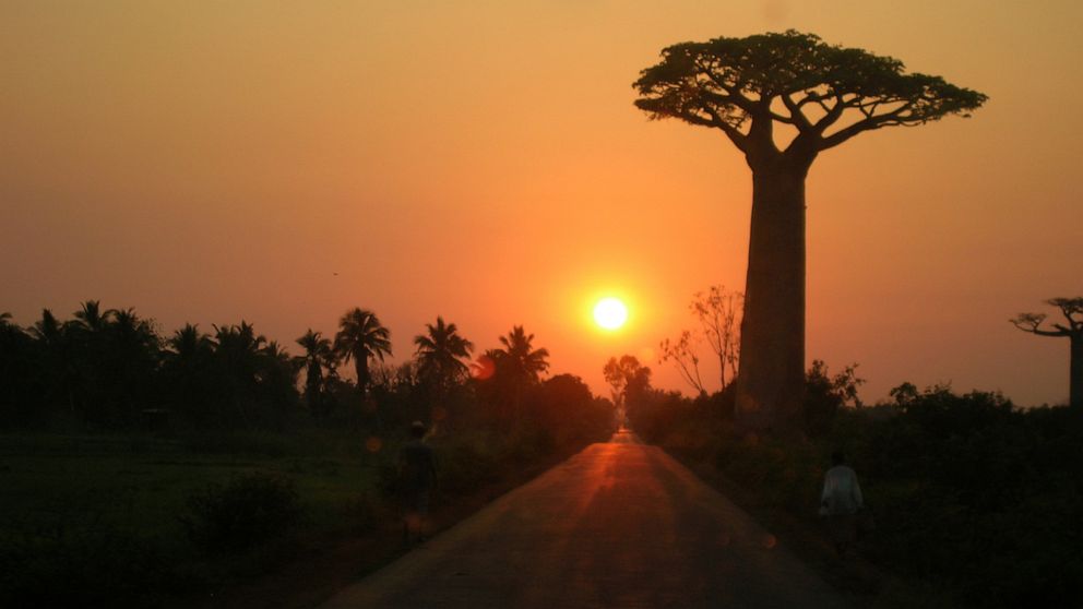 PHOTO: A typical sunrise on the island of Madagascar, which is home to several species of baobab.