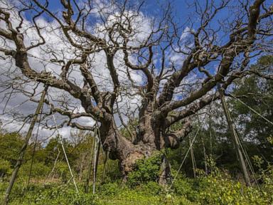 Thousand-year-old ancient oak tree tied to 'Robin Hood' has died, charity says