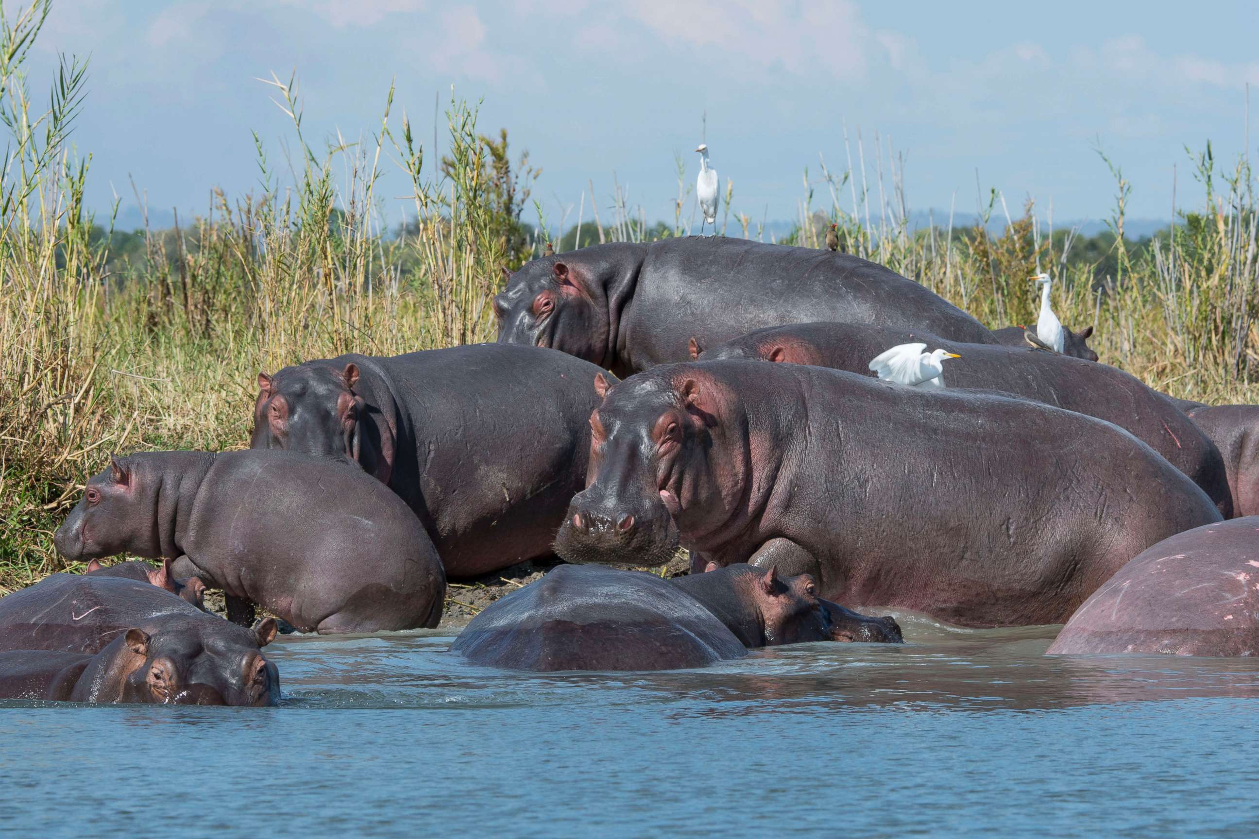 PHOTO: A group of hippopotami congregate on the shore of the Shire River in Liwonde National Park, Malawi, May 26, 2016.