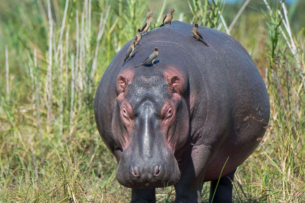 PHOTO: Birds sit on a hippopotamus on the shore of the Shire River in Liwonde National Park, Malawi, May 26, 2016.