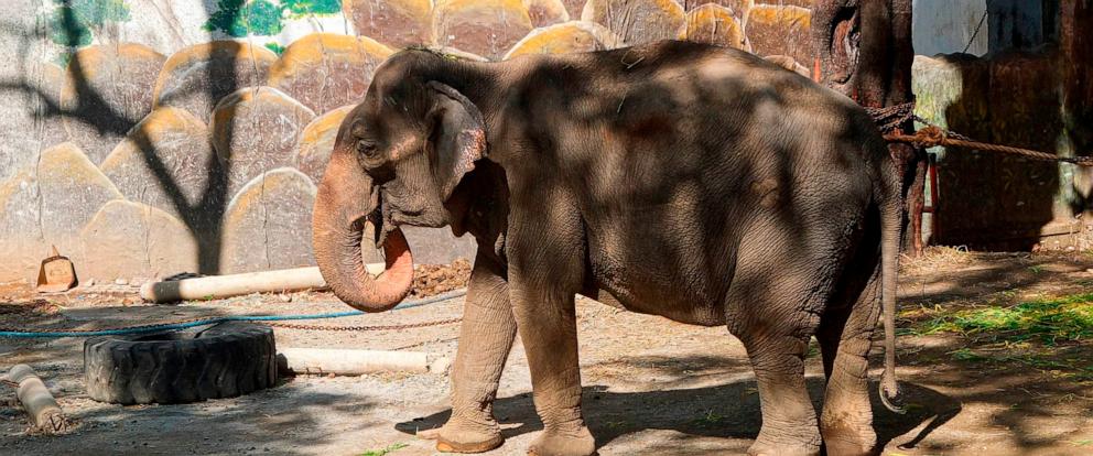 Death of world's 'saddest' elephant shines light on zoo animal welfare -  ABC News