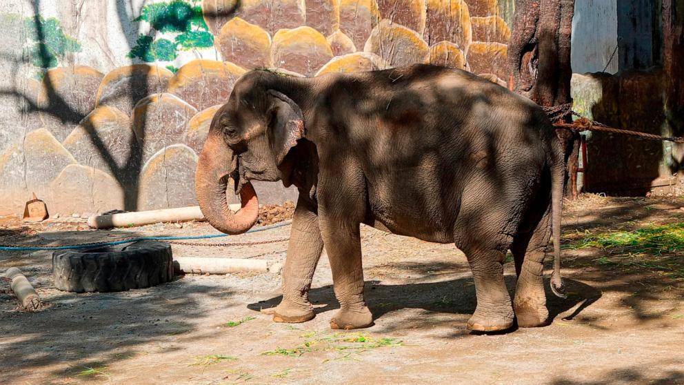 La mort de l’éléphant « le plus triste » du monde met en lumière le bien-être animal des zoos