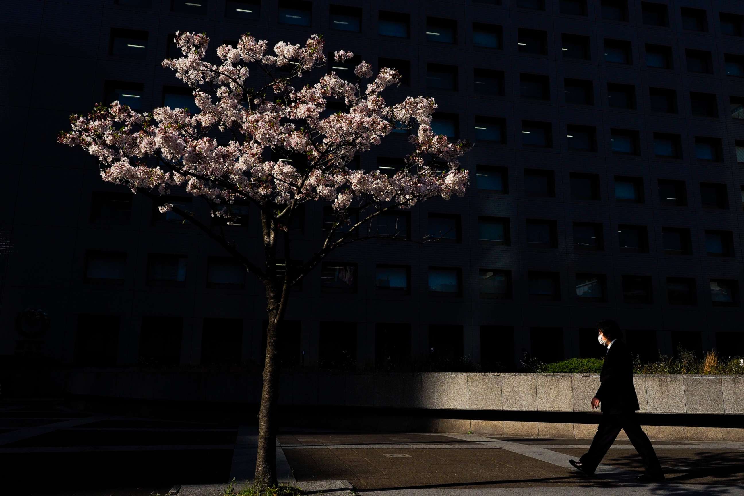 PHOTO: A man wearing a face mask walks past a cherry tree in Tokyo, Japan, on April 6, 2020.
