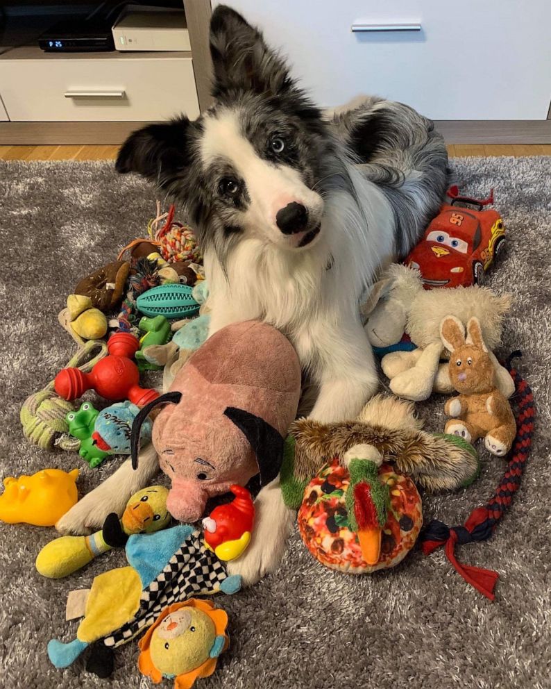 PHOTO: Max will participate in the Genius Dog Challenge, competing in a series of evens to learn the names of toys on Nov. 18, 2020.