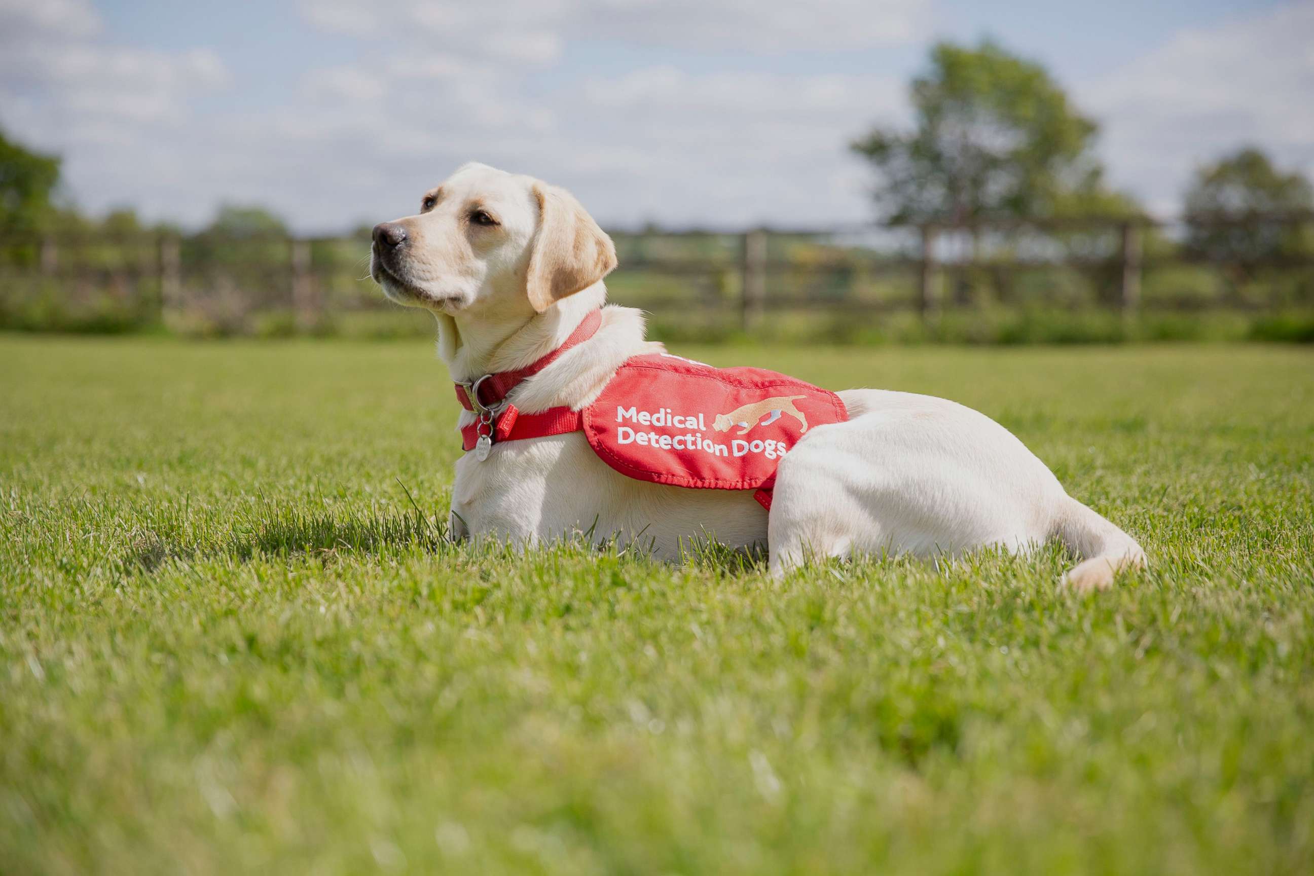 PHOTO: Trials for specially-trained 'covid dogs', that may be able to detect coronavirus in humans, even before symptoms appear, are set to begin as part of new research. 