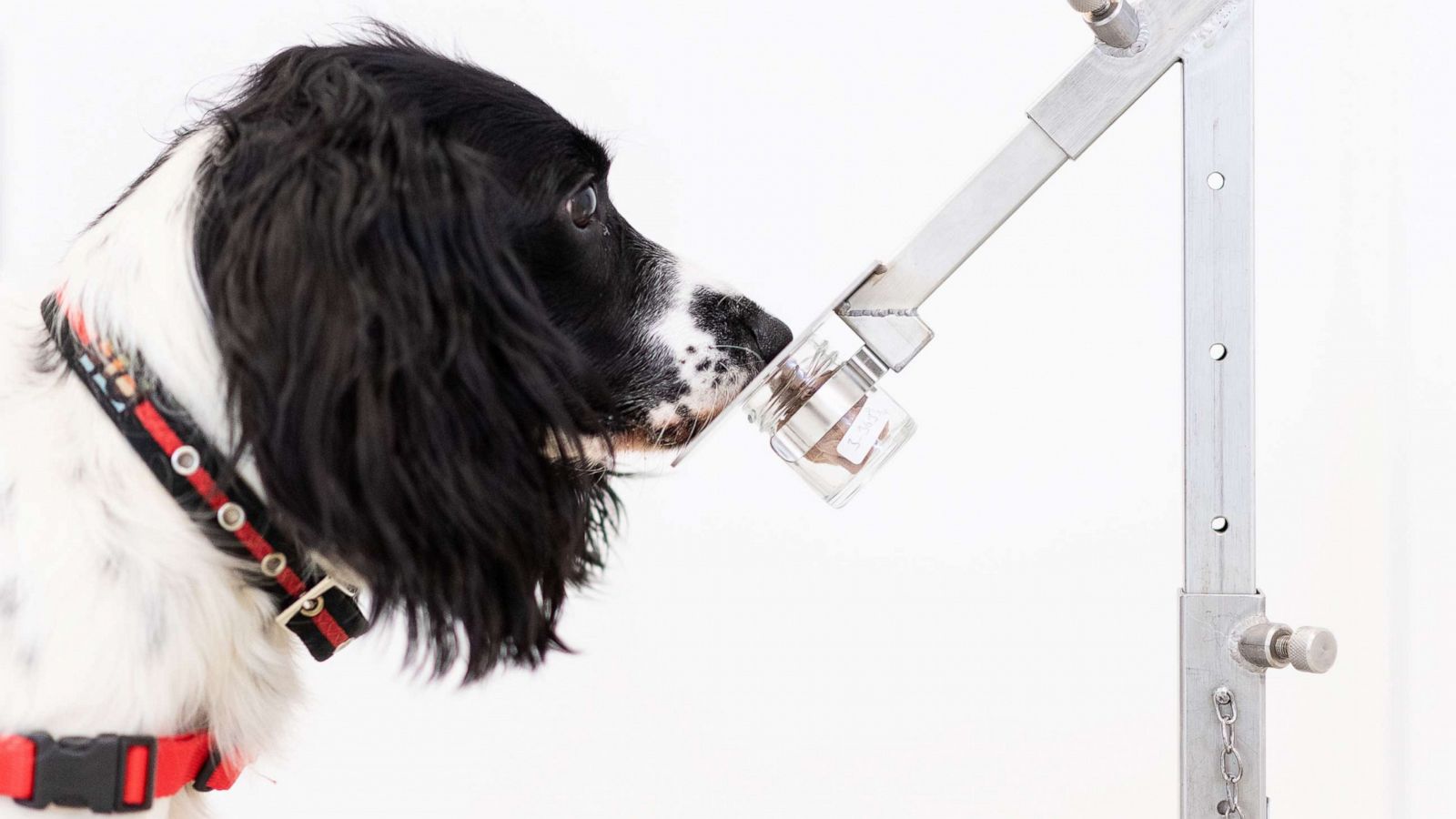 can dogs detect cancer in a human