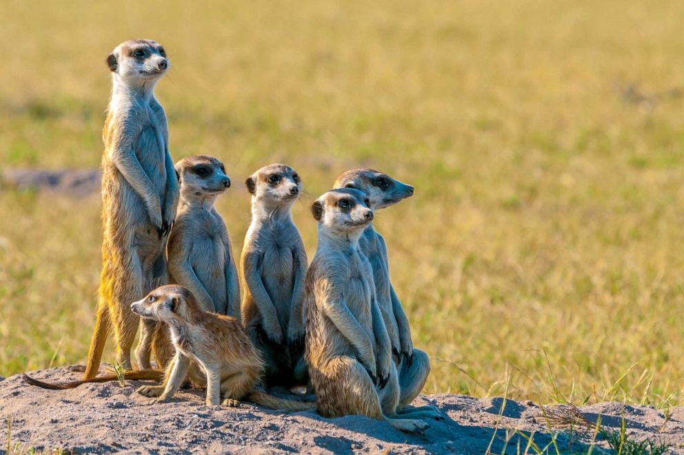 PHOTO: A family of meerkats.