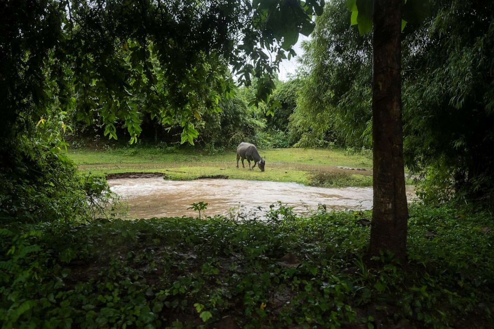 PHOTO: A buffalo is seen grazing on grass by a muddy stream that runs into the Mekong River, Aug. 20, 2022, in Si Phan Don, Laos.