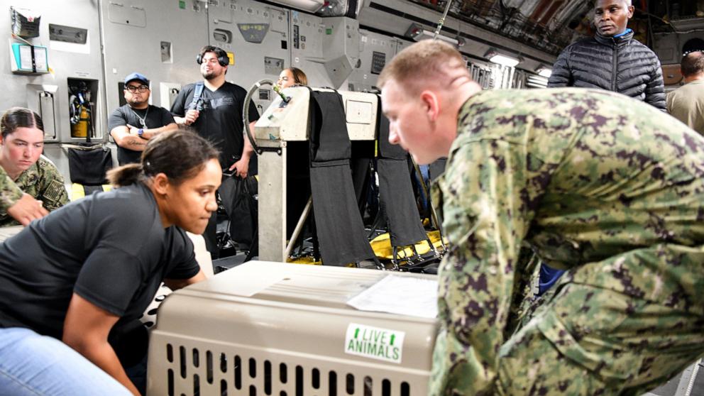 PHOTO: Service members carry a crated family pet for transport to a temporary animal control holding facility onboard Naval Air Station Pensacola as non-mission essential personnel are evacuated from the Naval Station Guantanamo Bay, Oct. 25, 2025.