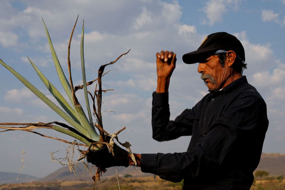PHOTO: Farmer, Efrain Sanchez, 60, looks at a baby blue agave which will be replanted in another plantation to give it more room to grow, in Tepatitlan, Jalisco, Mexico, April 10, 2018. 