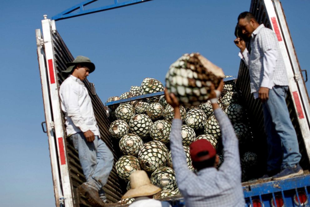 PHOTO: Farmers, also known as jimadores, load blue agave hearts onto a truck after a harvest on a plantation in Tequila, Jalisco, Mexico, April 13, 2018. 