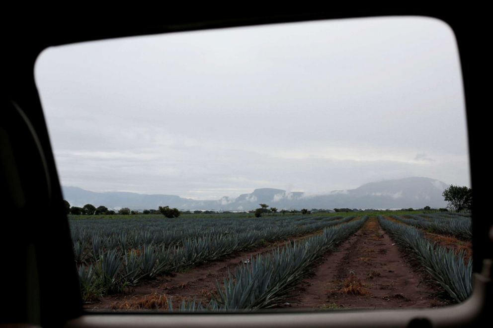 PHOTO: A blue agave plantation is seen in Tepatitlan, Jalisco, Mexico, Sept. 7, 2017.