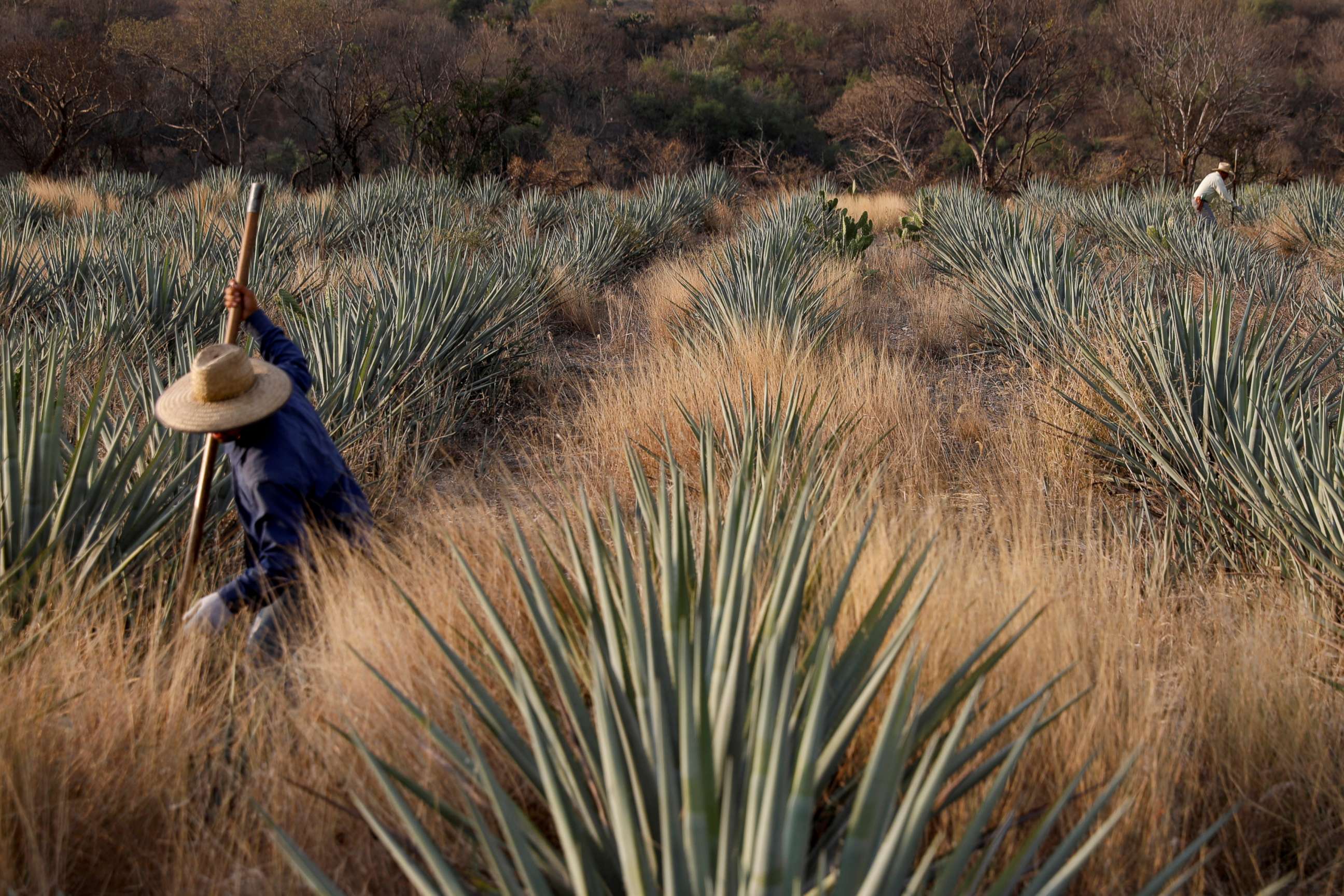 PHOTO: A farmer, also known as a jimador, clears the area surrounding blue agave before it is harvested in Tepatitlan, Jalisco, Mexico, April 10, 2018. 